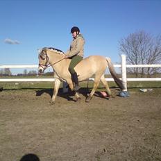 Fjordhest Gaia pigen :b