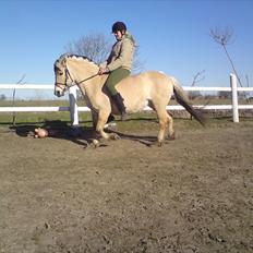 Fjordhest Gaia pigen :b