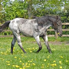 Tennessee Walker Sparkling Blue Nell