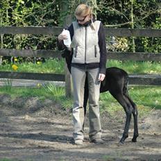 Tennessee Walker Sparkling Blue Nell