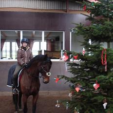 Anden særlig race Westfaler Elated (solgt)