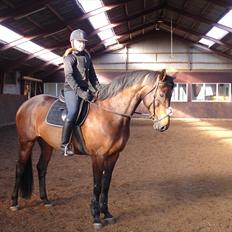 Anden særlig race Westfaler Elated (solgt)