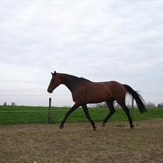 Anden særlig race Westfaler Elated (solgt)