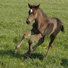 Trakehner Kamoon Dyrhave (solgt) 