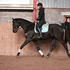 Trakehner Kamoon Dyrhave (solgt) 