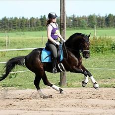 Trakehner Domino