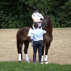 Trakehner Domino