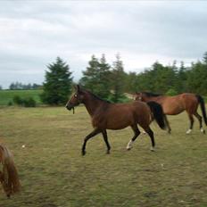 Anden særlig race sebastian