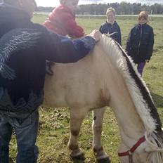 Fjordhest Milady SOLGT