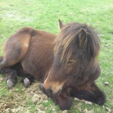 Islænder Skuggi fra Vestergaard
