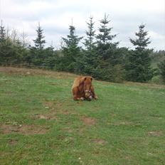 Isl&#230;nder Vignir 