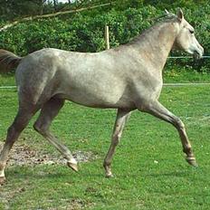 Arabisk fuldblod (OX) Jamal al din