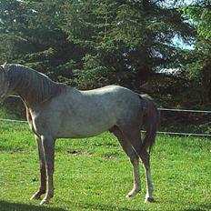 Arabisk fuldblod (OX) Jamal al din