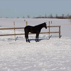Dansk Varmblod Lillegårdens Don Karnage