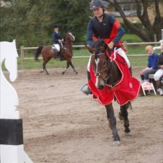 New Forest Kærgaardens Chopin B-PONY (solgt)