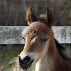 Arabisk fuldblod (OX) FE Laziz