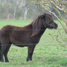 Shetlænder Degneløkken's Andrea