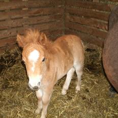 Shetlænder Maj 'SOLGT'