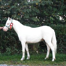 Welsh Pony (sec B) Aastrupgaards Blue - Avlshingst
