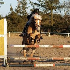 Haflinger Cirkeline<3 Solgt ):