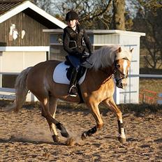 Haflinger Cirkeline<3 Solgt ):