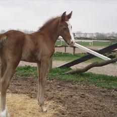 Anden særlig race Åbygårds Donatello