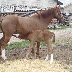 Anden særlig race Åbygårds Donatello