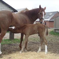Anden særlig race Åbygårds Donatello