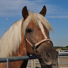 Haflinger Julle Lady Madonna <3