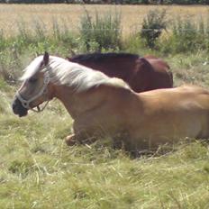 Haflinger Julle Lady Madonna <3