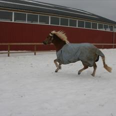 Haflinger Julle Lady Madonna <3