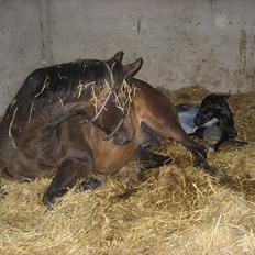 Dansk Varmblod Stratego