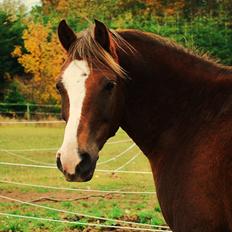 DSP Rolighedens Picasso 