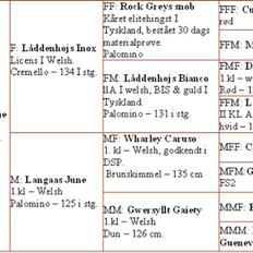 Welsh Pony (sec B) Aastrupgaards Blue - Avlshingst