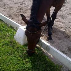 Anden særlig race Ramses