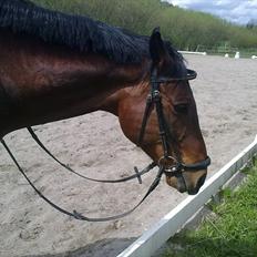 Anden særlig race Ramses