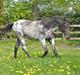 Tennessee Walker Sparkling Blue Nell