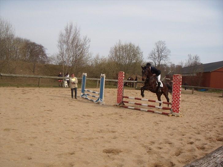 Dansk Varmblod A tempo billede 19