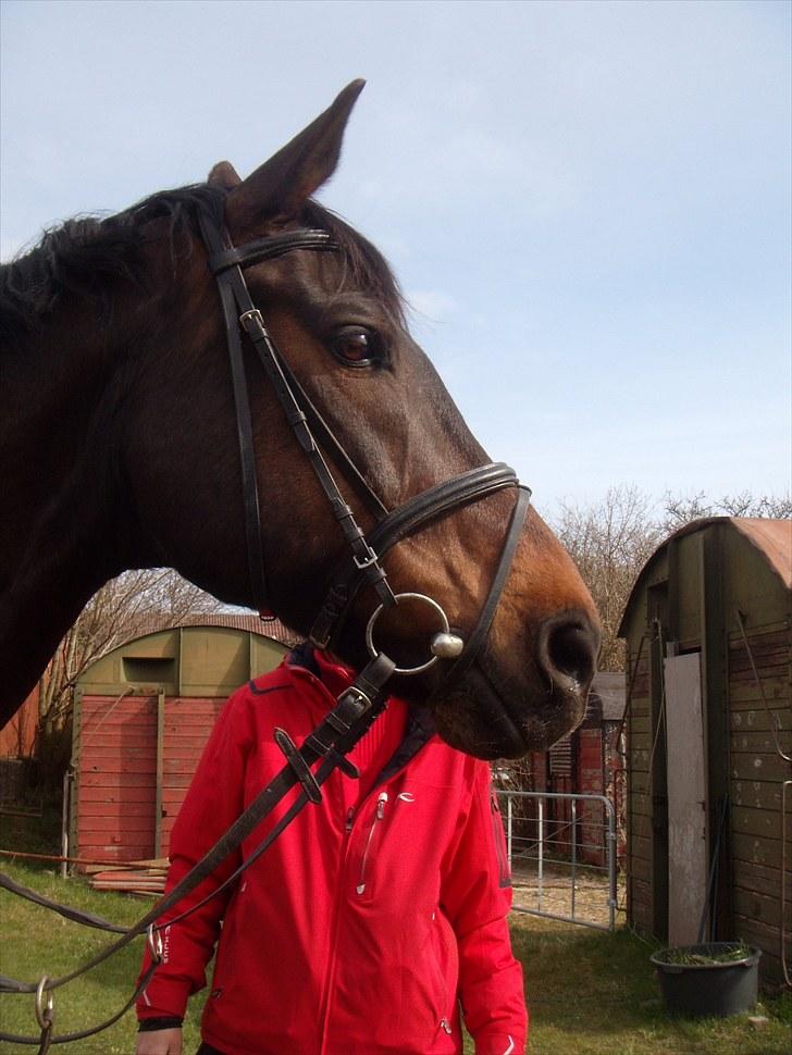 Dansk Varmblod A tempo billede 20