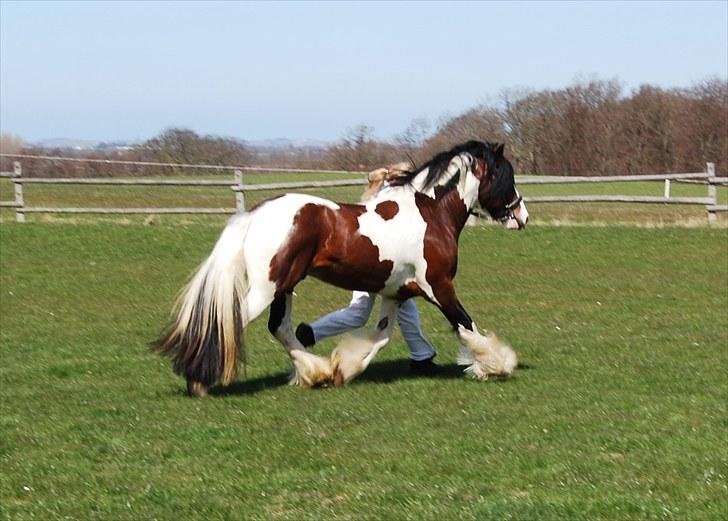 Tinker SATIN'S ROYAL CON QUEST - Hingsteparade Dorthealyst 2010. BIS-Reserve vinder. billede 7