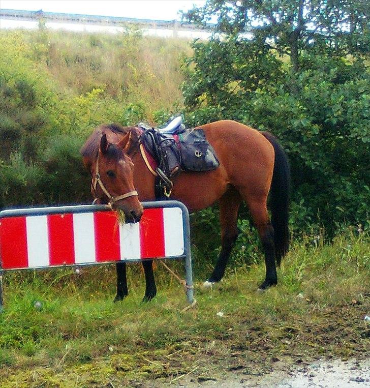 Dansk Varmblod Mølleåens Svetlana - Heldagstur i sommeren 2010. Her middagsspausen :-) billede 9