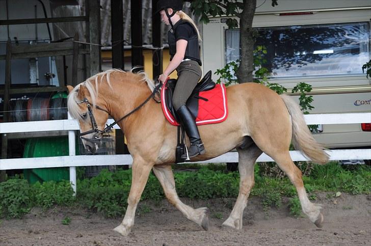 Haflinger ASLAN billede 1