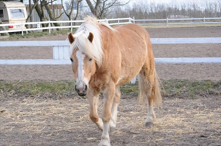 Haflinger ASLAN billede 3