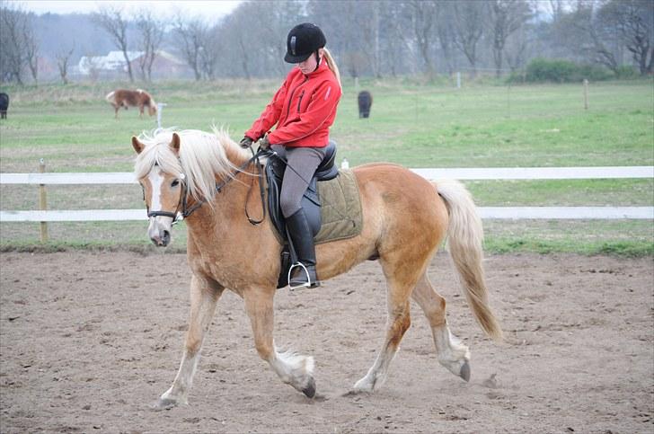 Haflinger ASLAN billede 5