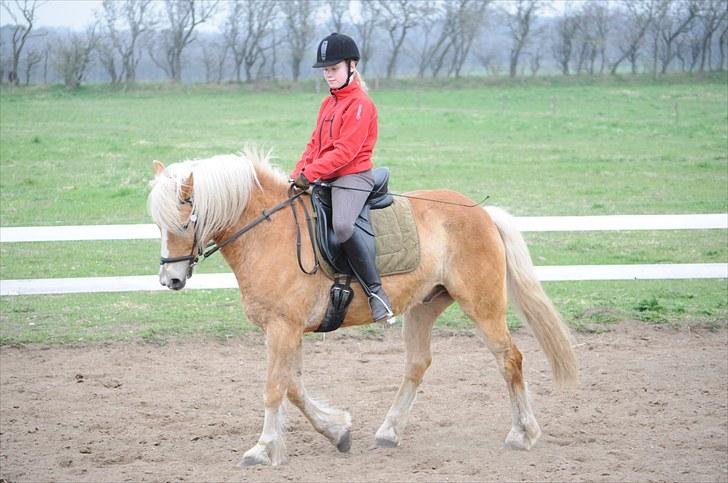 Haflinger ASLAN billede 6