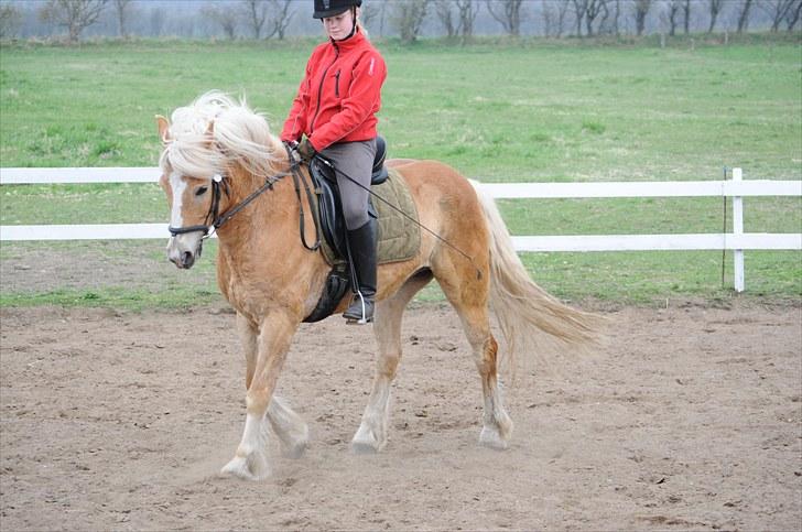 Haflinger ASLAN billede 7