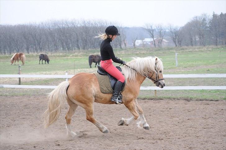 Haflinger ASLAN billede 11