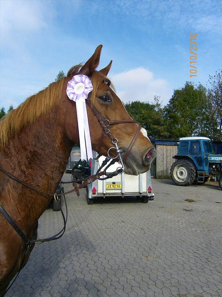 Anden særlig race Fiesta billede 4