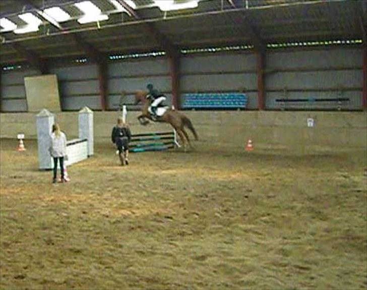 Anden særlig race Fiesta - første stævne 70cm billede 5