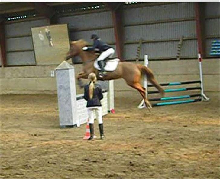 Anden særlig race Fiesta - første stævne 80cm billede 6